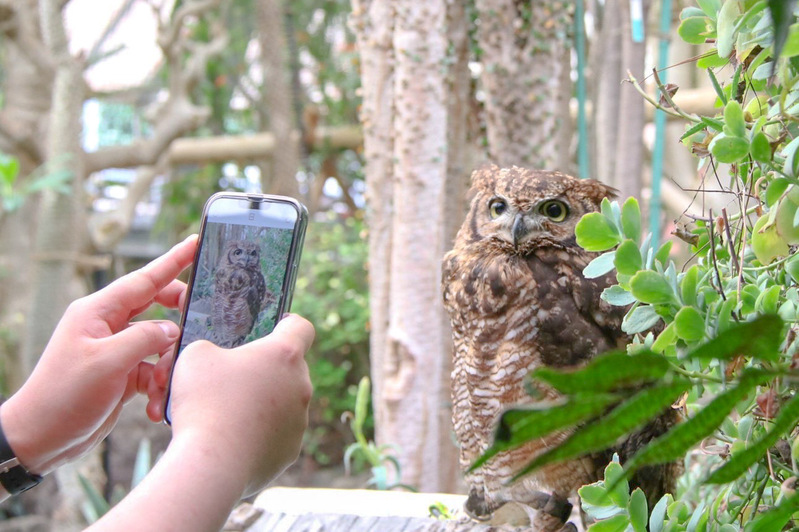 Owl Cafe