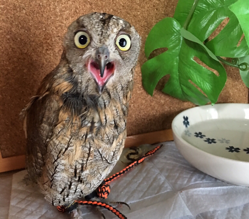 owl welfare