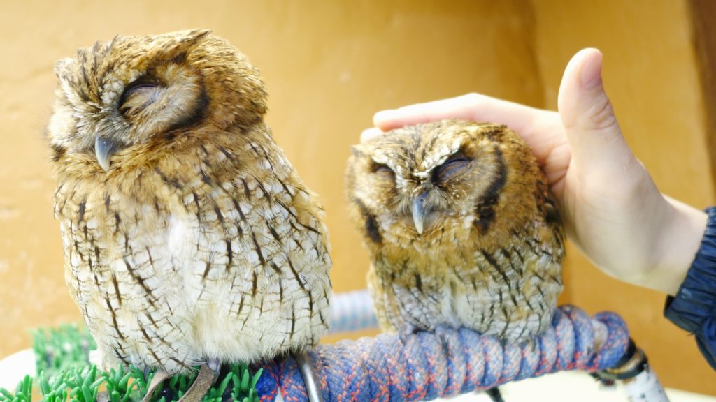 cafe with owls