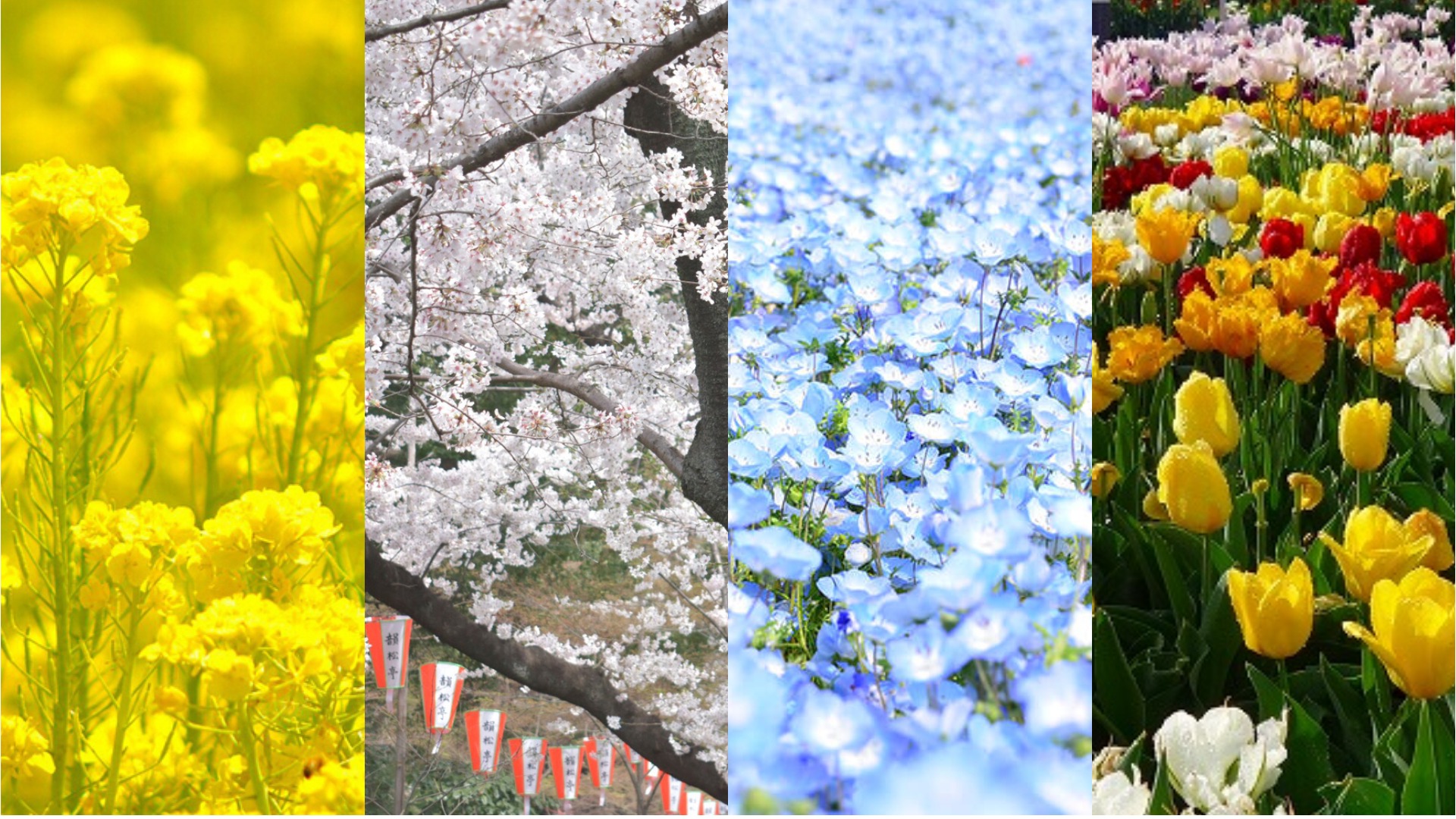 what flowers to see in Japan in April