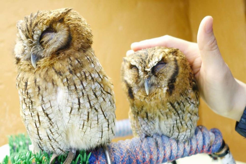 Owl in Japan